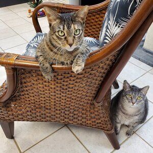 THE RCA CAT CLOSET COLLECTION AT OCEAN DRIVE BEACH SC